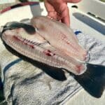Cape Cod Tautog Fishing with Reel Deal