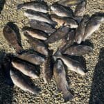 Cape Cod Tautog Fishing with Reel Deal