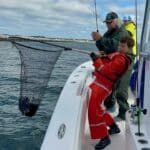 Cape Cod Tautog Fishing with Reel Deal