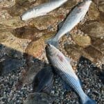 Cape Cod Fishing with Reel Deal - Striped Bass and Winter Flounder