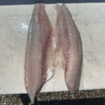 Cape Cod Fishing with Reel Deal - Striped Bass